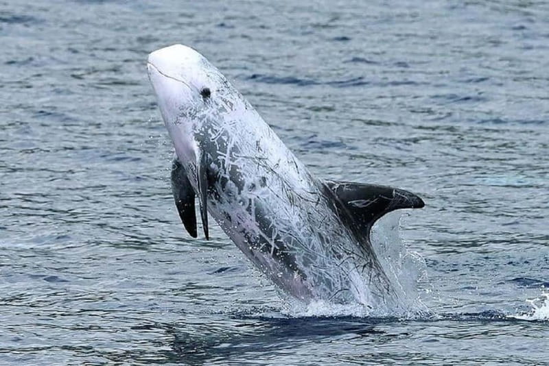 Observation of whales and dolphins in island Pico - The fast boat is part of the attraction