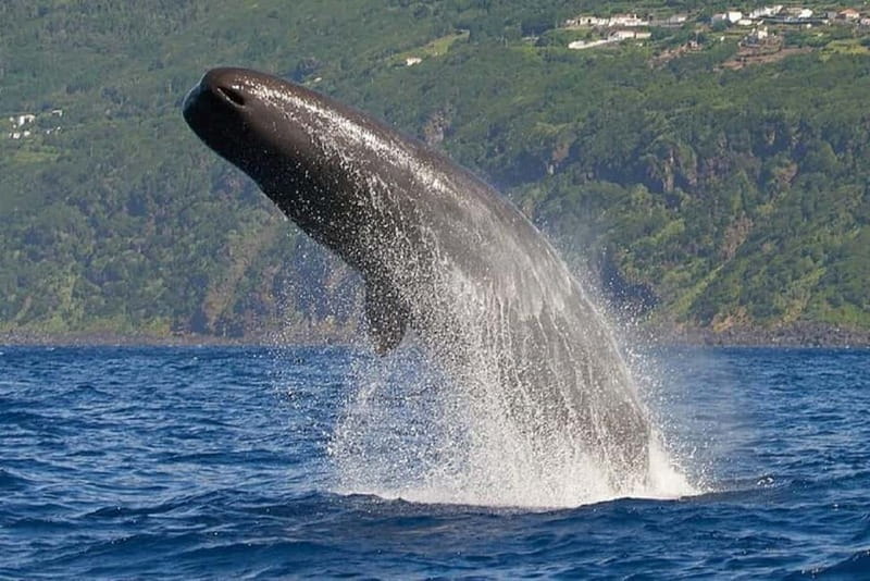 Observation of whales and dolphins in island Pico - Dolphins, sperm whales, and other marine life
