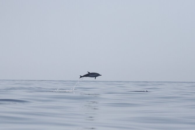Observing Dolphins in Faro - Key points to know before you book