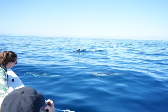 Observing Dolphins in Faro - Starting at Doca de Faro