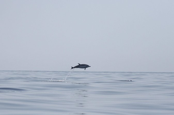 Observing Dolphins in Faro - What the guide adds