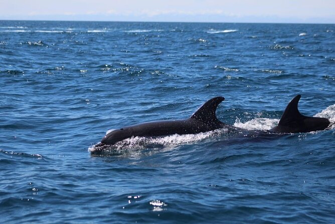 Observing Dolphins in Faro - A small boat and a simple safety setup