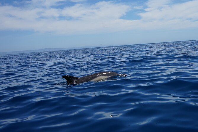 Observing Dolphins in Faro - Who will enjoy this most?