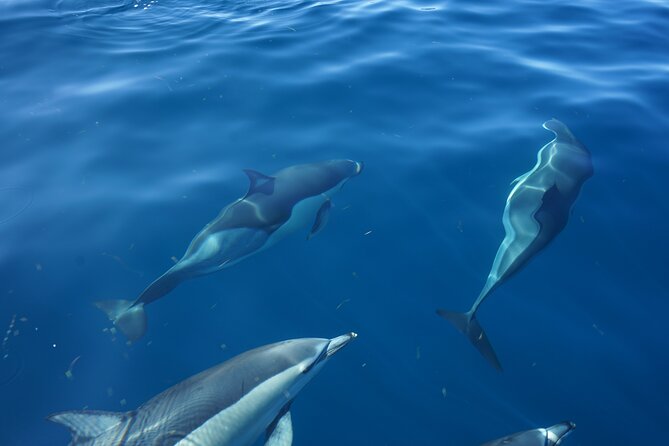 Observing Dolphins in Faro - Through the Ria Formosa before the sea