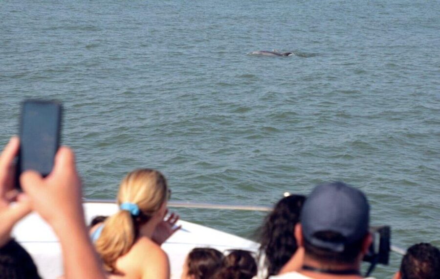 Ocean City, MD: Coastal Speedboat Tour with Dolphin Spotting - Is $34 a fair price?