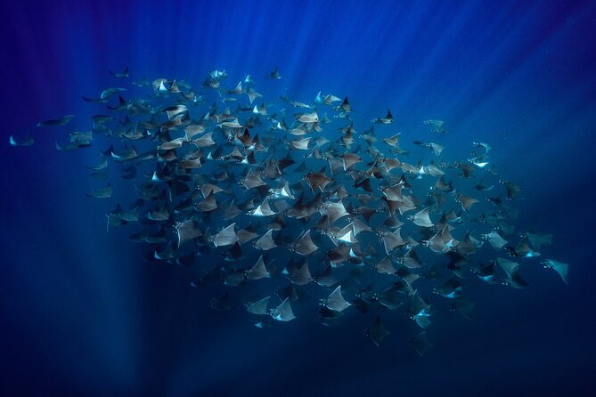 Ocean Safari: Sea Lions, Mobula Rays, Dolphins, Orcas & Whales - Key points before you book