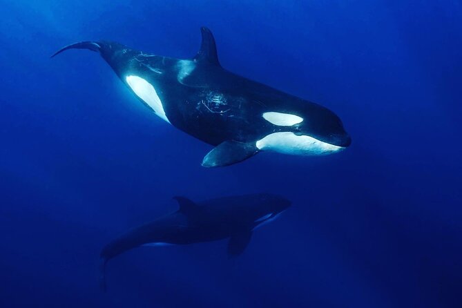 Ocean Safari: Sea Lions, Mobula Rays, Dolphins, Orcas & Whales - Why this La Ventana safari feels different
