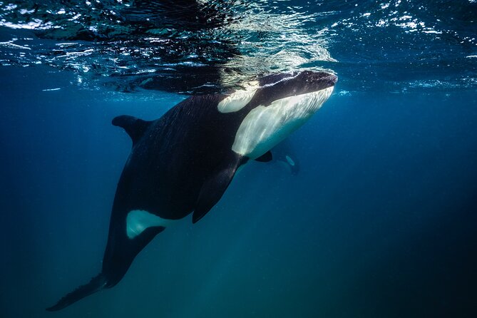 Ocean Safari: Sea Lions, Mobula Rays, Dolphins, Orcas & Whales - Dolphins and whales on the open water