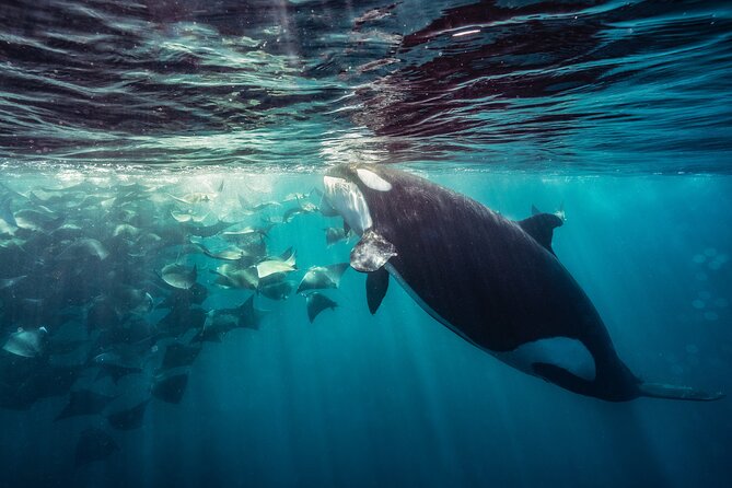 Ocean Safari: Sea Lions, Mobula Rays, Dolphins, Orcas & Whales - The possibility of orcas