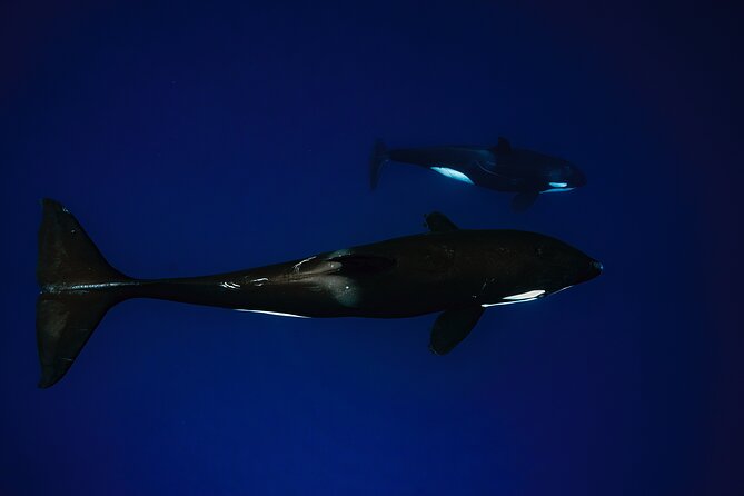 Ocean Safari: Sea Lions, Mobula Rays, Dolphins, Orcas & Whales - Swimming rules and physical demands