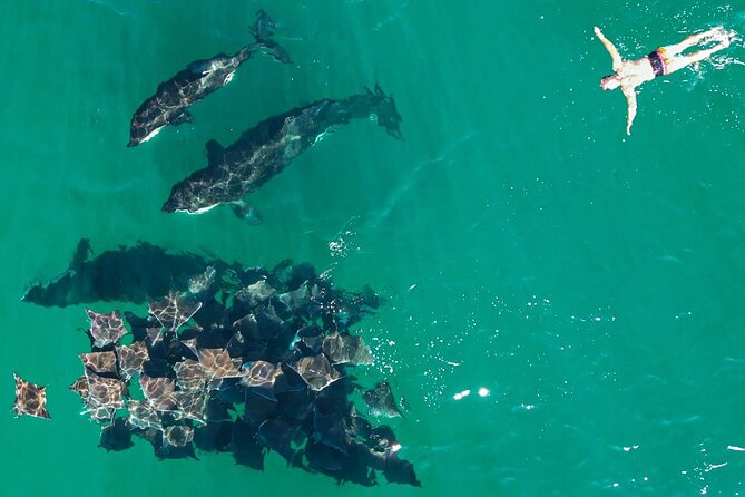 Ocean Safari: Sea Lions, Mobula Rays, Dolphins, Orcas & Whales - What the crew adds to the experience