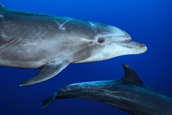 Ocean Safari: Sea Lions, Mobula Rays, Dolphins, Orcas & Whales - Searching for mobula rays