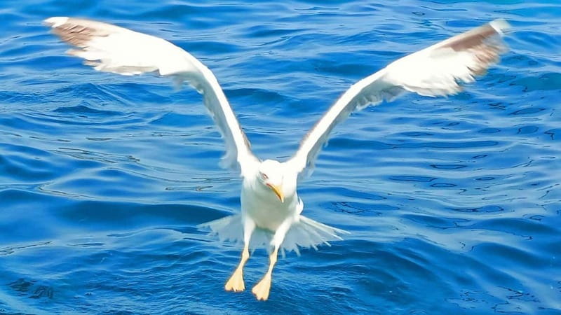 Olbia: Boat tour to watch Dolphins and snorkeling - Key things to know before booking