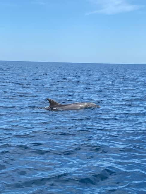 Olbia: Boat tour to watch Dolphins and snorkeling - Leaving Olbia and reading the coast