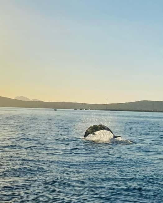 Olbia: Boat tour to watch Dolphins and snorkeling - The Sardinian aperitif is part of the experience