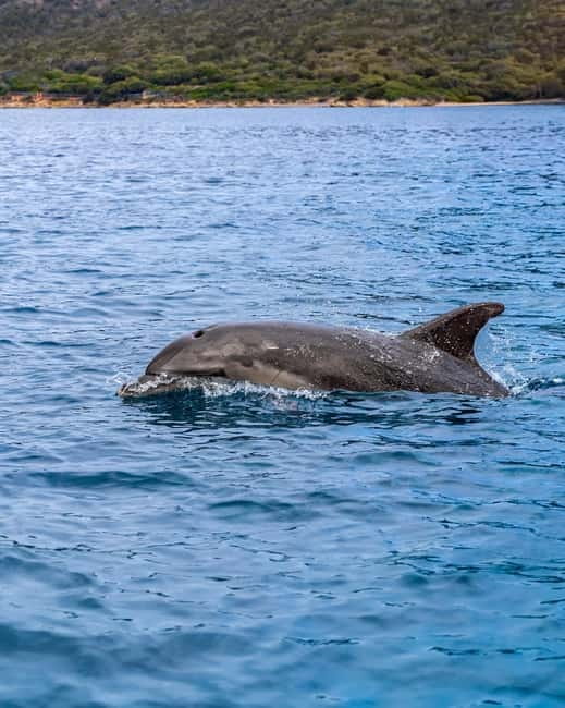 Olbia: Boat tour to watch Dolphins and snorkeling - How much value do you get?