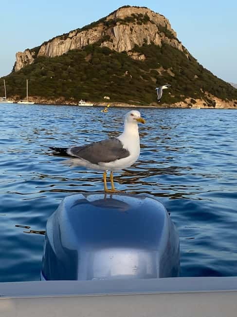 Olbia: Boat tour to watch Dolphins and snorkeling - Practical details for a smooth afternoon