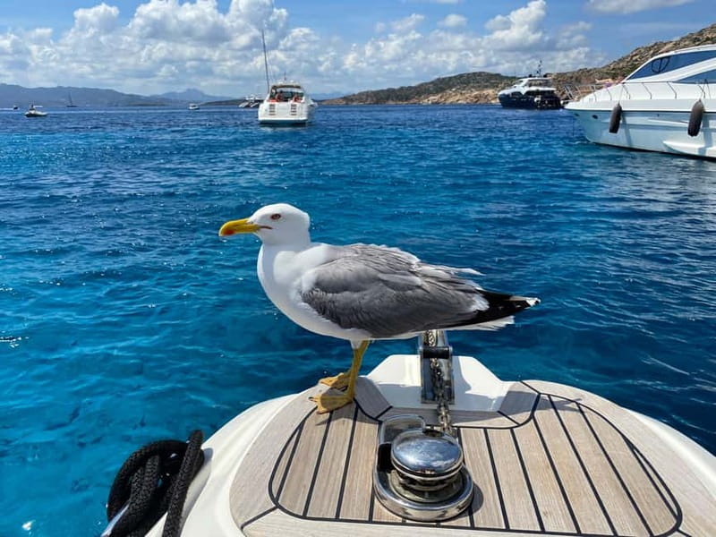 Olbia: Boat tour to watch Dolphins and snorkeling - A small boat with room for a personal experience