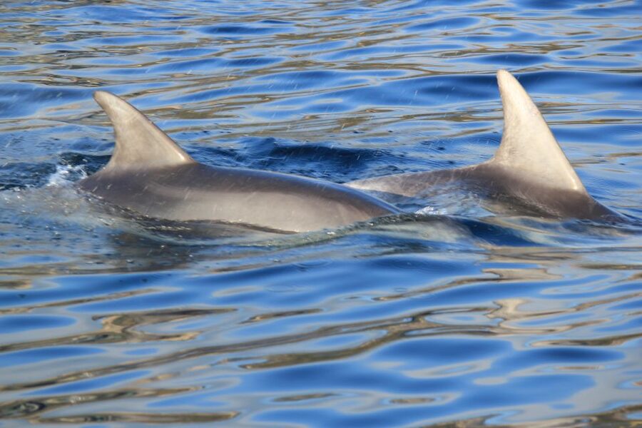 Olbia: Dolphin Watching and Snorkeling Boat Tour - Key points before you book