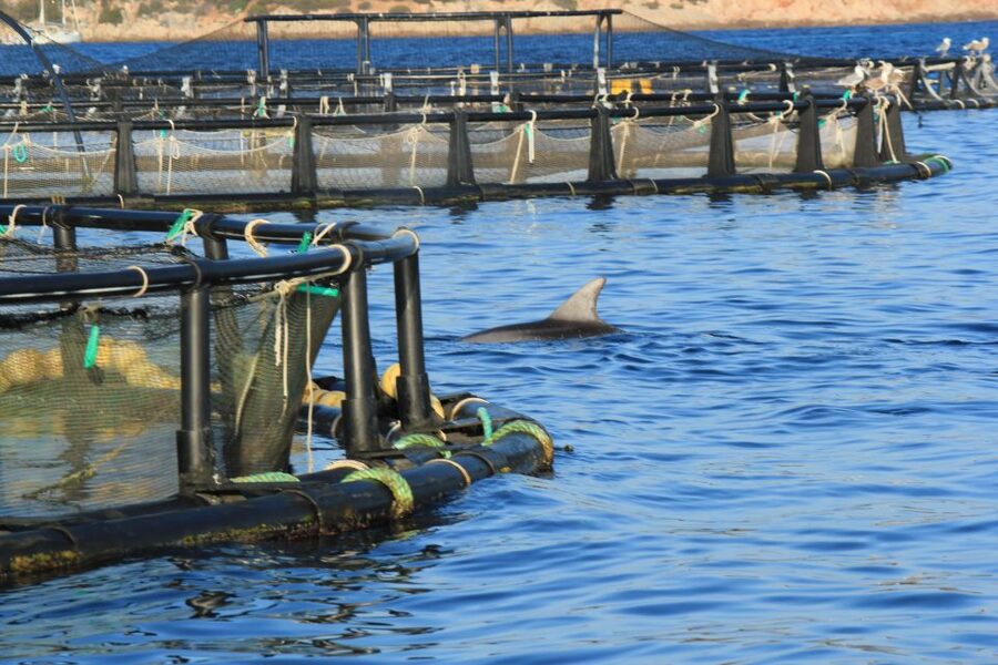 Olbia: Dolphin Watching and Snorkeling Boat Tour - The 35-minute run to Figarolo Island