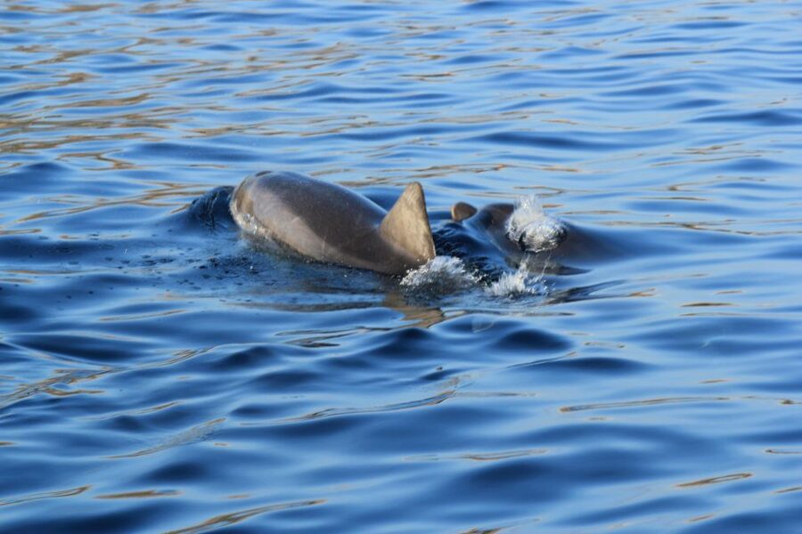 Olbia: Dolphin Watching and Snorkeling Boat Tour - Looking for bottlenose dolphins near Golfo Aranci