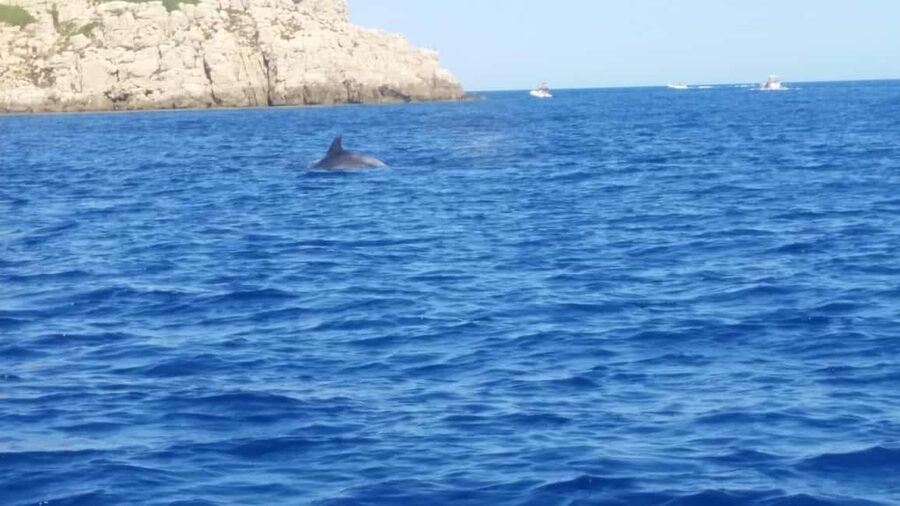 Olbia: Dolphin watching and snorkeling tour on Figarolo Island - Key points before you book
