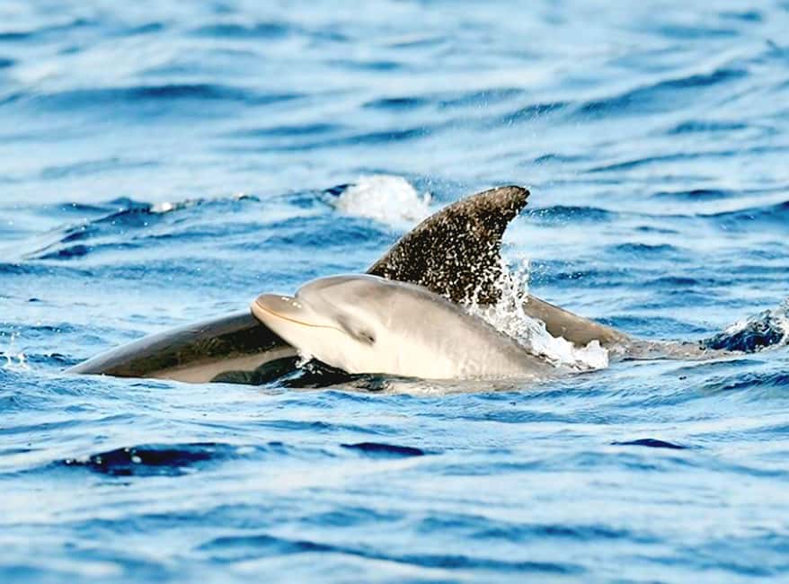 Olbia: Dolphin Watching & Snorkeling Boat Tour near Figarolo - Key points to know before booking