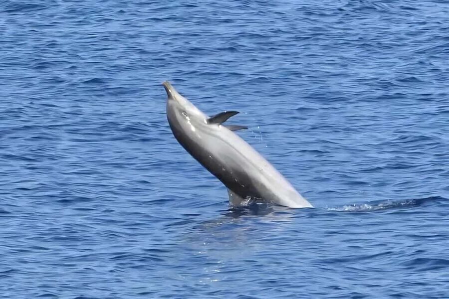 Olbia: Dolphin Watching & Snorkeling Boat Tour near Figarolo - Who will enjoy this Olbia boat trip?