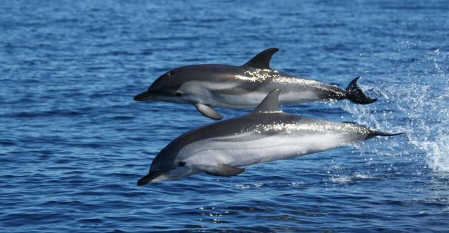 Olbia: Dolphin Watching & Snorkeling Boat Tour near Figarolo - A small boat with a serious dolphin mission