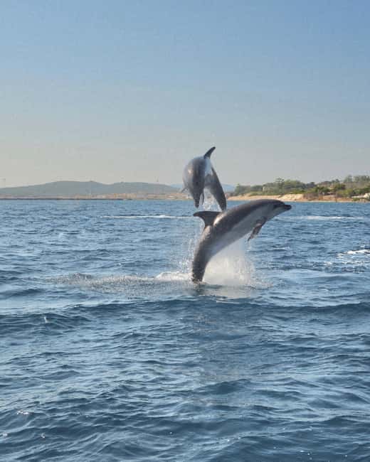 Olbia: Dolphin Watching & Snorkeling Boat Tour near Figarolo - Figarolo Island: the first swim and snorkel stop