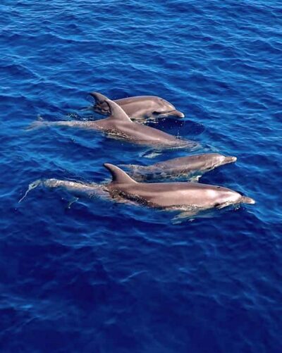 Dolphin Watching & Snorkeling Boat Tour near Figarolo