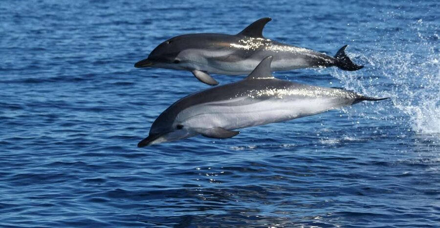 Olbia: Dolphin Watching & Snorkeling Boat Tour near Figarolo - Capo Figari and the search for dolphins