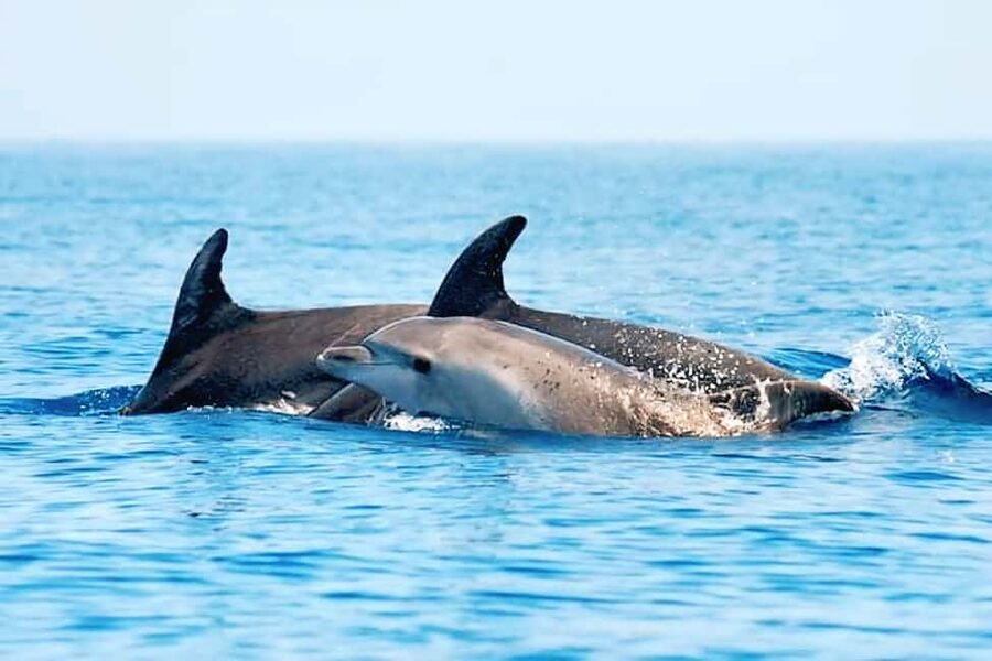 Olbia: Dolphin Watching & Snorkeling Boat Tour near Figarolo - Isola della Bocca, cliffs, and coastal details