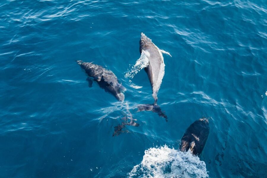 Olbia: Dolphin Watching & Snorkeling Boat Tour near Figarolo - The skippers make a real difference