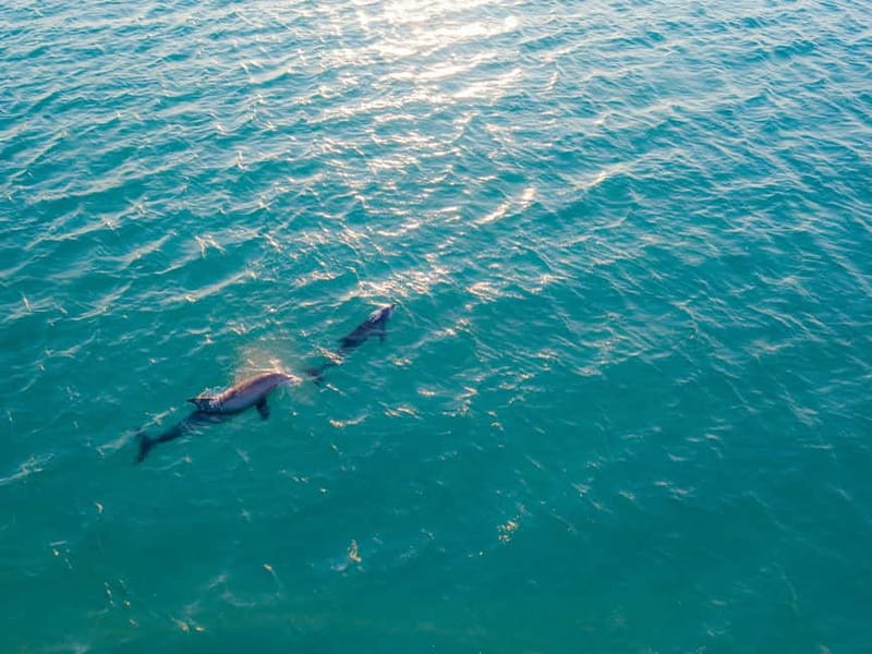 Olbia: Dolphin Watching & Snorkeling Boat Trip - Why this 2.5-hour trip works so well