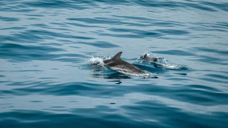 Olbia: Dolphin Watching & Snorkeling Boat Trip - Finding the black gate beside Olbia port
