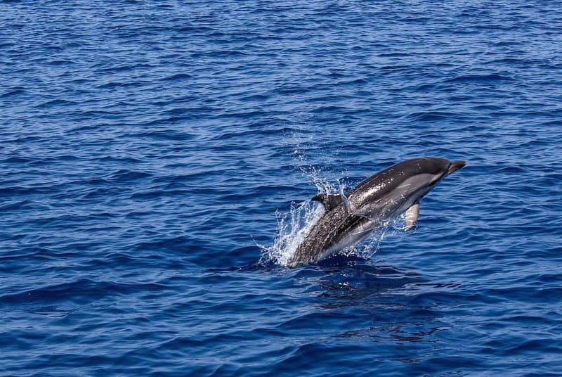 Olbia: Dolphin Watching & Snorkeling Boat Trip - Searching for dolphins in Golfo Aranci