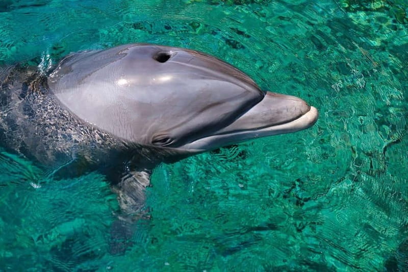 Olbia: Dolphin Watching & Snorkeling Boat Trip - The aperitif and the small details