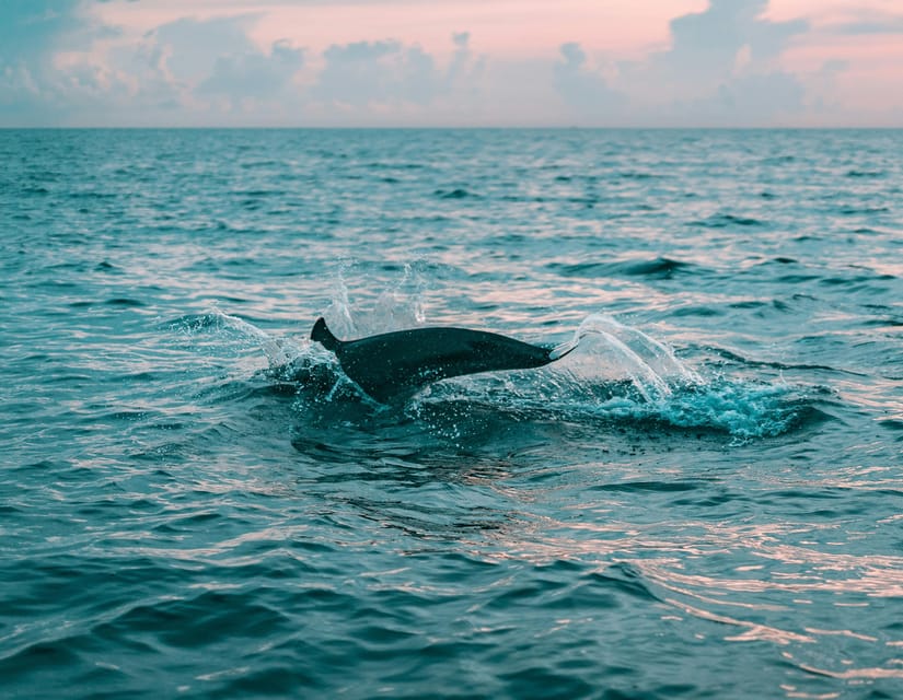 Olbia: Dolphin Watching & Snorkeling Boat Trip - Booking value, timing, and flexibility
