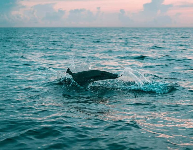 Olbia: Dolphin Watching & Snorkeling Boat Trip - Speeding toward Figarolo Island