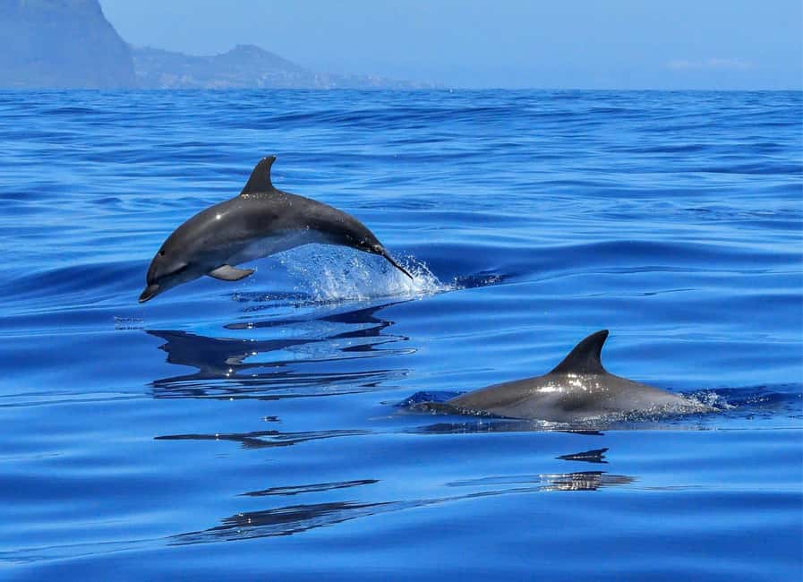 Olbia: Dolphin Watching & Swim with prosecco aperitif - Sardinian coast views from a low-impact boat