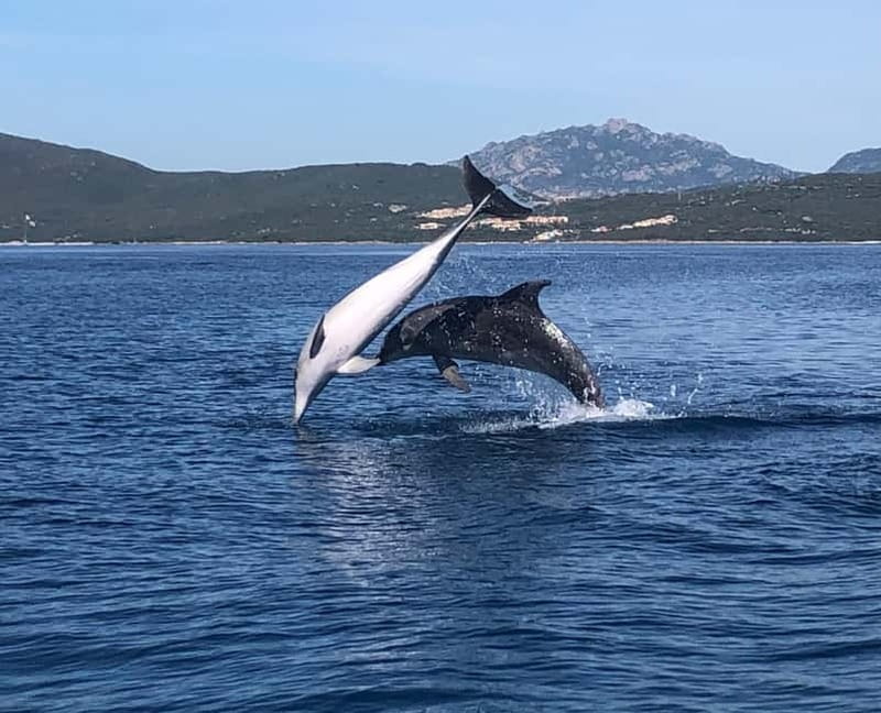 Olbia: Eco-Friendly Dolphin-Watching Boat Trip - Key points to know before you go
