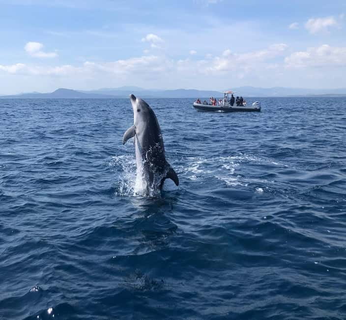 Olbia: Eco-Friendly Dolphin-Watching Boat Trip - Leaving Olbia Marina for Figarolo