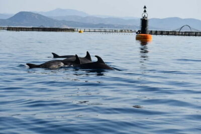 Eco-Friendly Dolphin-Watching Boat Trip