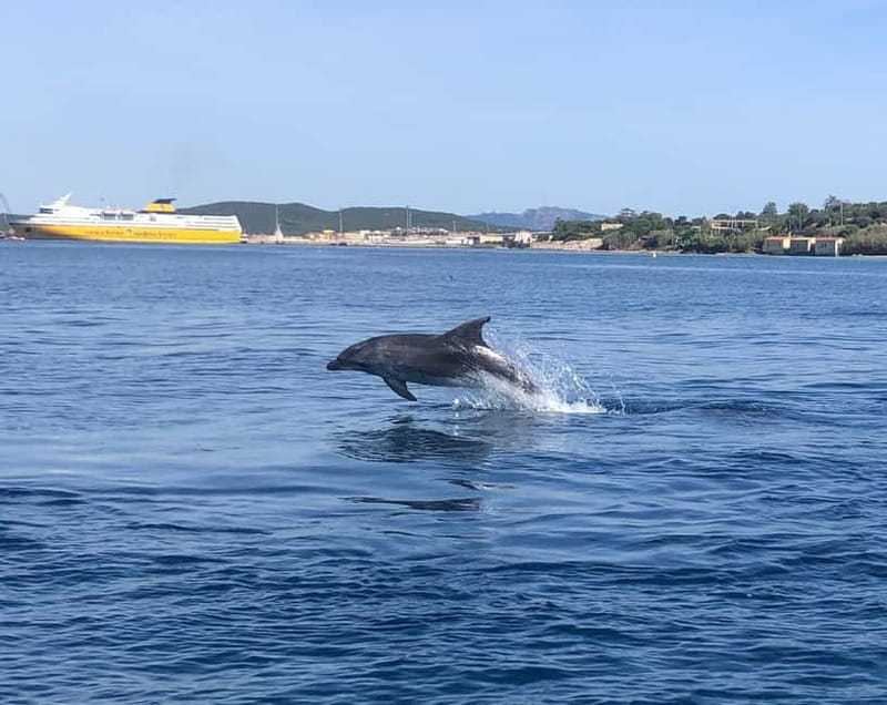 Olbia: Eco-Friendly Dolphin-Watching Boat Trip - The guides make the difference