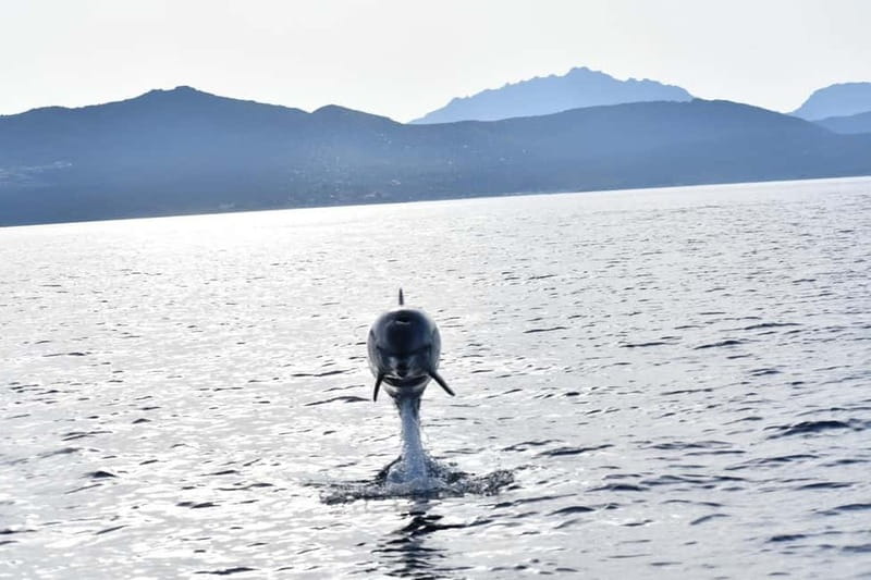 Olbia: Eco-Friendly Dolphin-Watching Boat Trip - Who should book this Olbia dolphin trip?