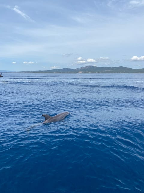Olbia: Sunset and dolphin watching - Snorkeling, swimming, and fish below the boat