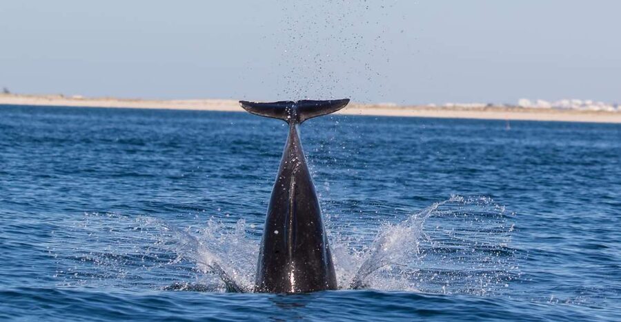 Olhão: Dolphin Observation - Guides, languages, and the onboard experience