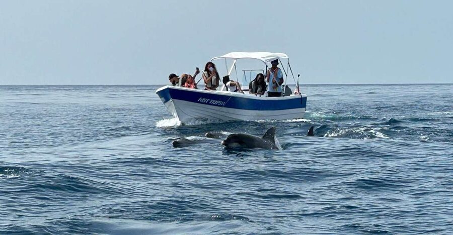 Olhão- Safari Watching Dolphins and other species - Key points to know before you book