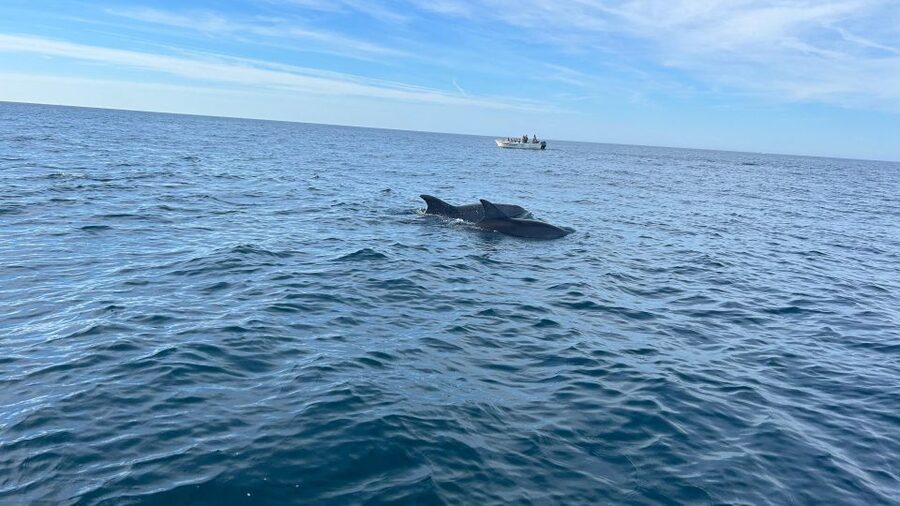 Olhão- Safari Watching Dolphins and other species - Meeting common, bottlenose, Risso’s, and striped dolphins